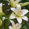 BOUQUET DE FLEURS SAUVAGE